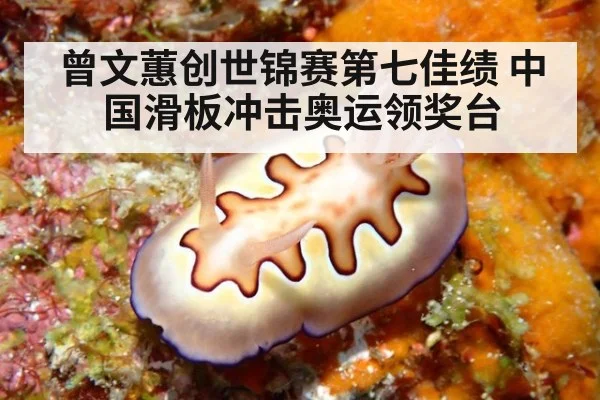 曾文蕙创世锦赛第七佳绩 中国滑板冲击奥运领奖台